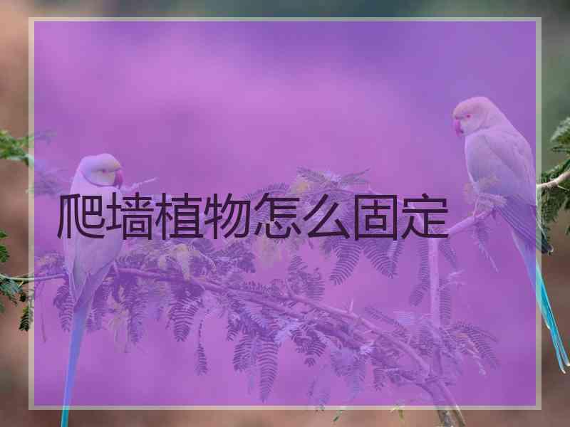 爬墙植物怎么固定