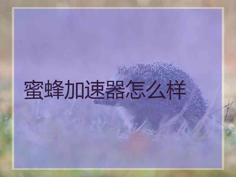 蜜蜂加速器怎么样