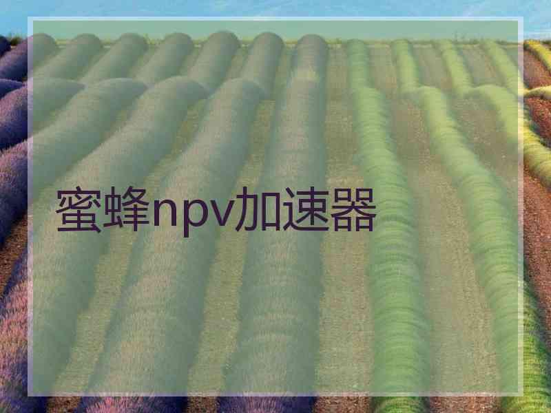 蜜蜂npv加速器