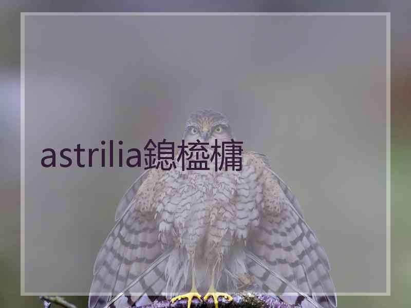 astrilia鎴橀槦