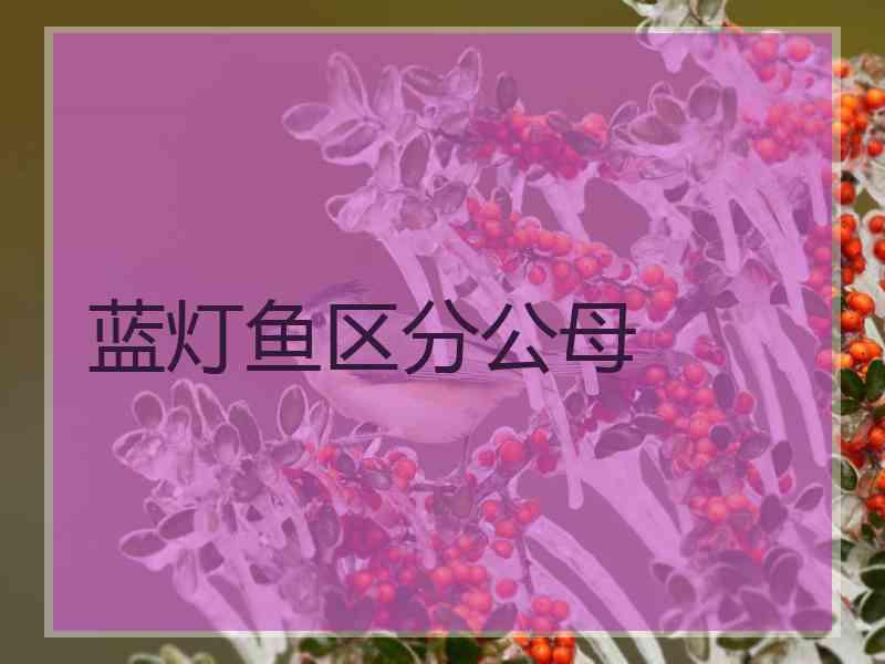 蓝灯鱼区分公母