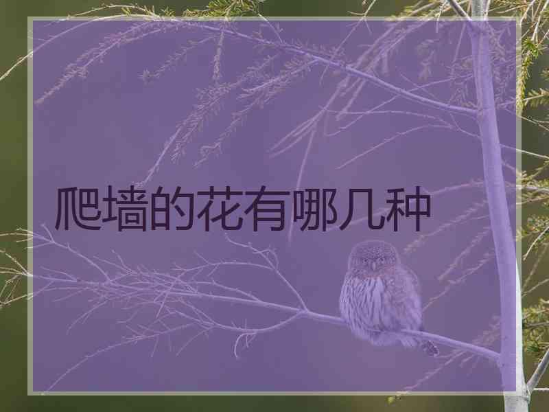 爬墙的花有哪几种