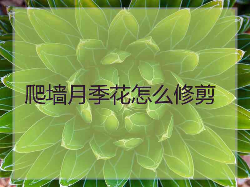 爬墙月季花怎么修剪